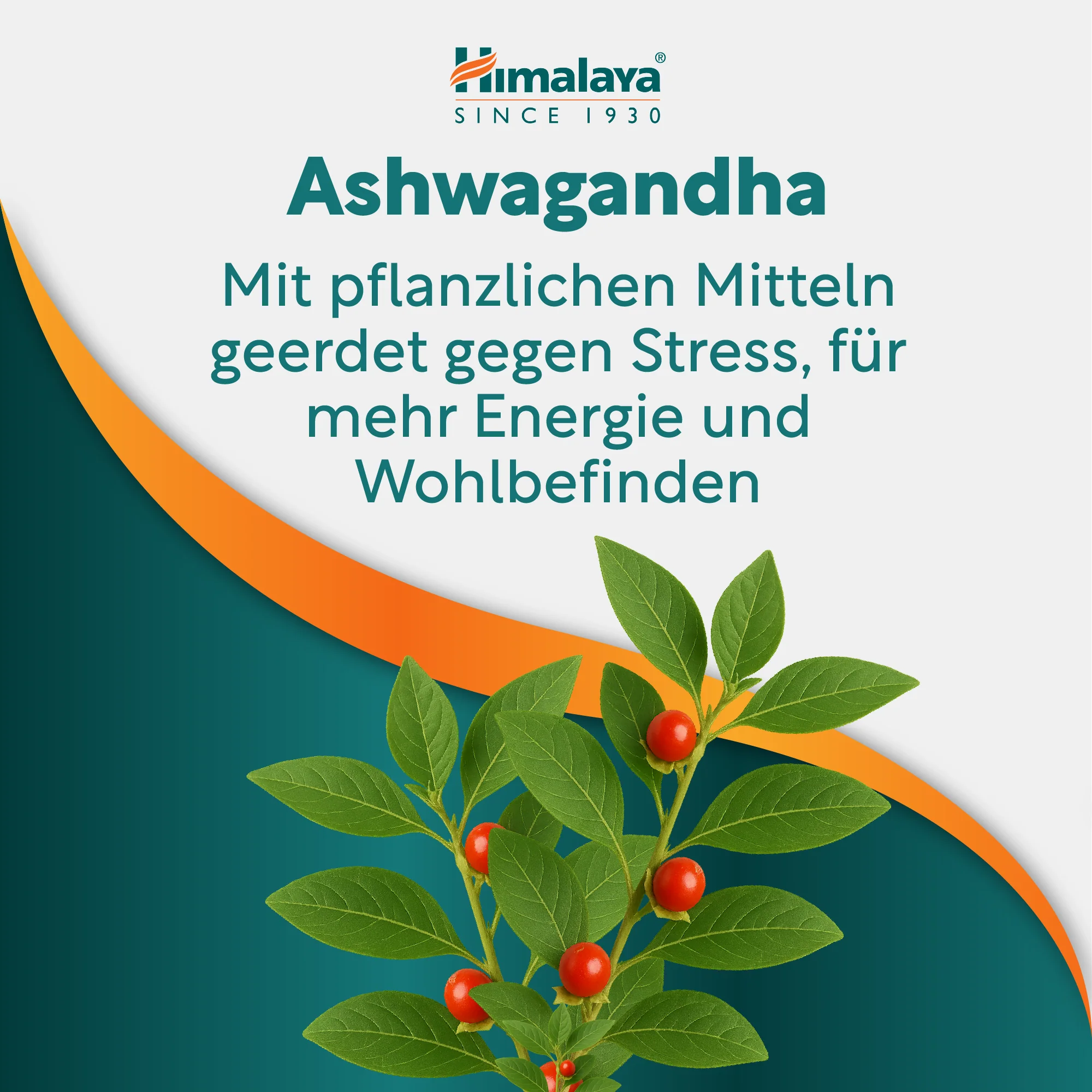 Himalaya Stress Wellness Ashvagandha - 60 Tabletten - Image 5