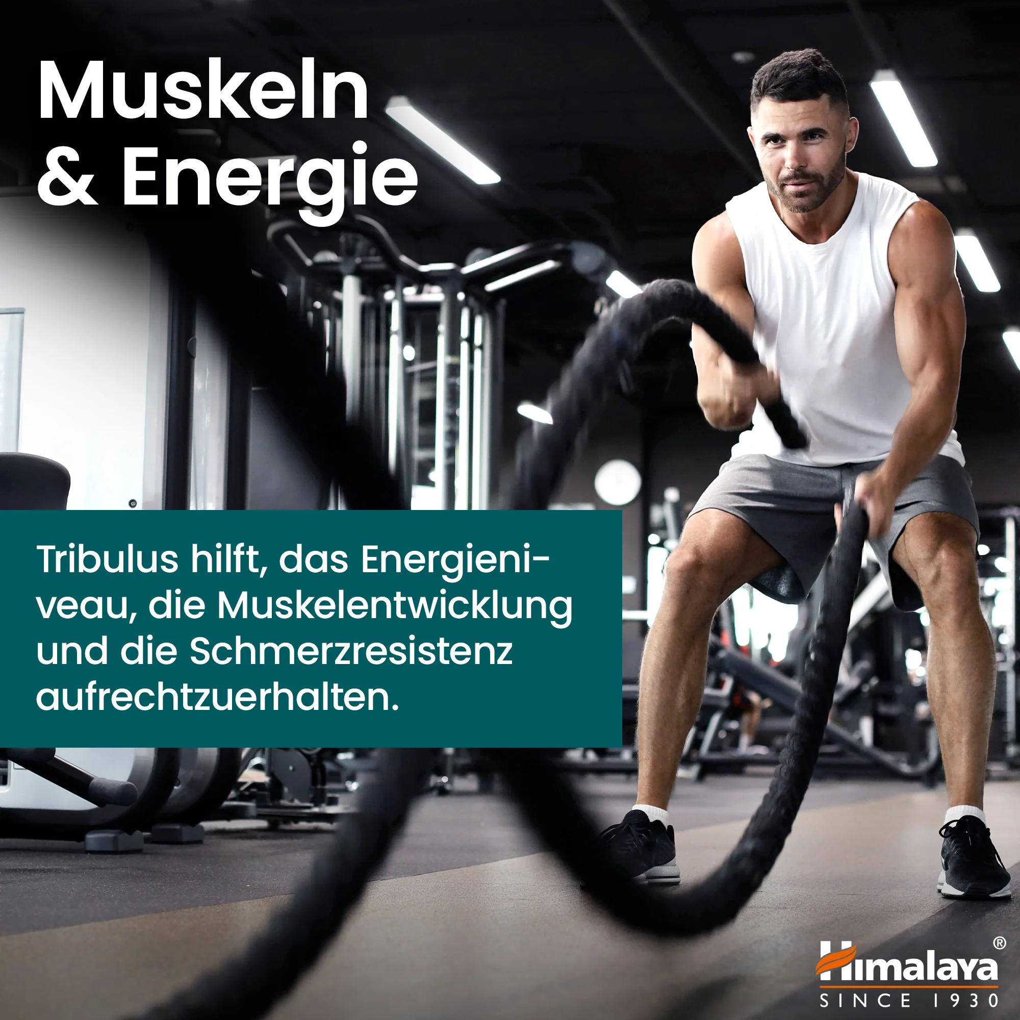 Himalaya Organic Tribulus (Gokshura) - Image 5