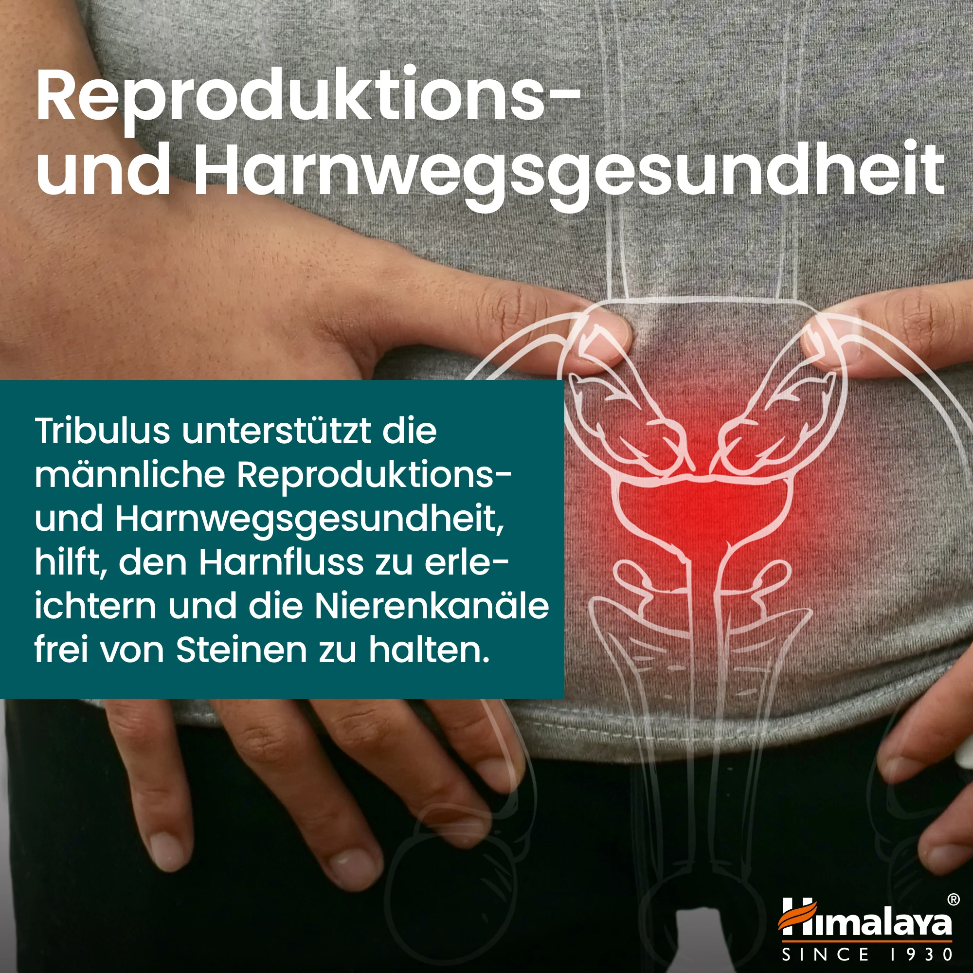 Himalaya Organic Tribulus (Gokshura) - Image 6