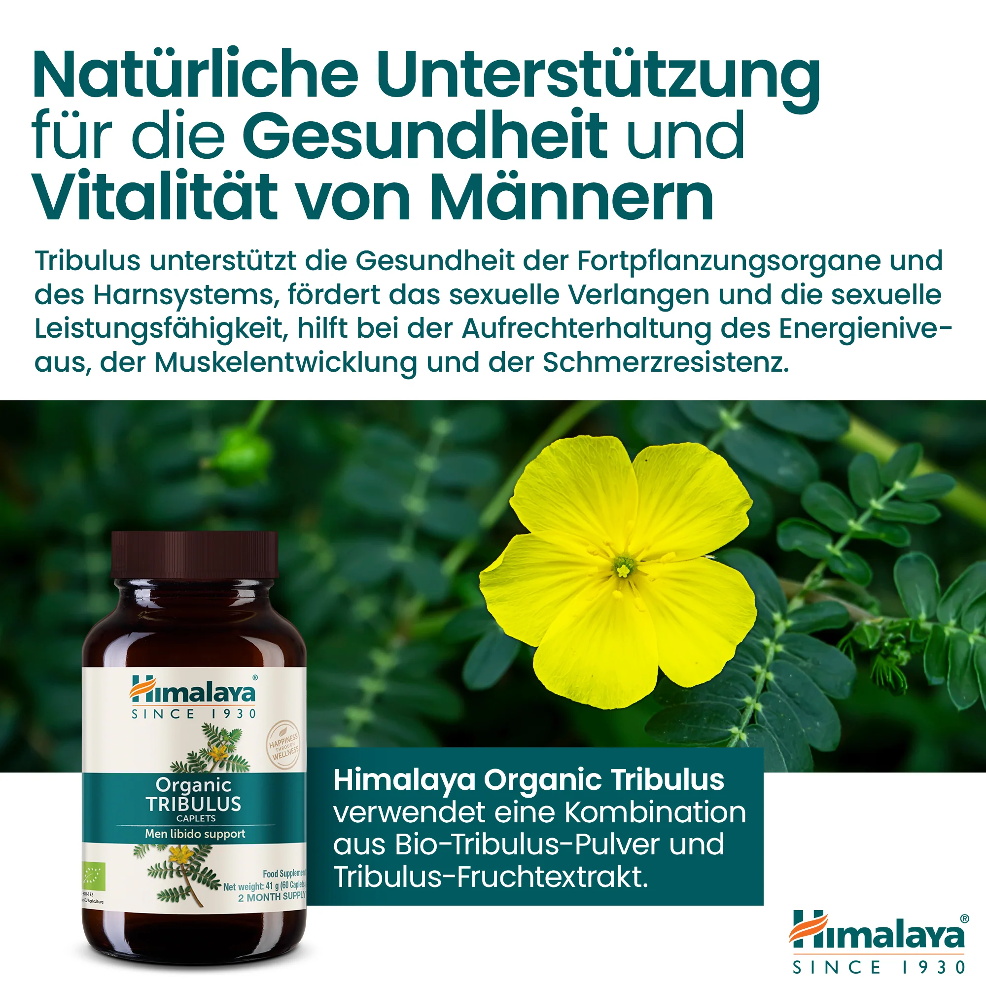 Himalaya Organic Tribulus (Gokshura) - Image 7
